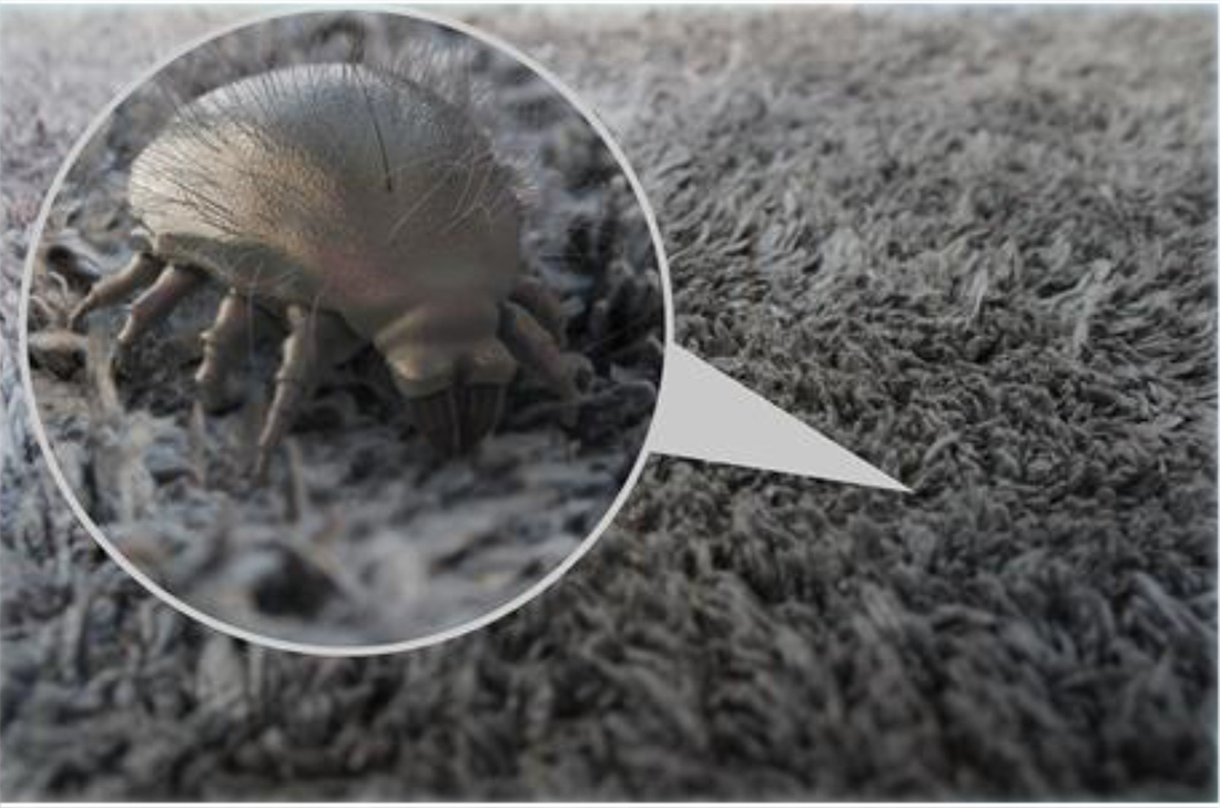 House dust mite avoidance